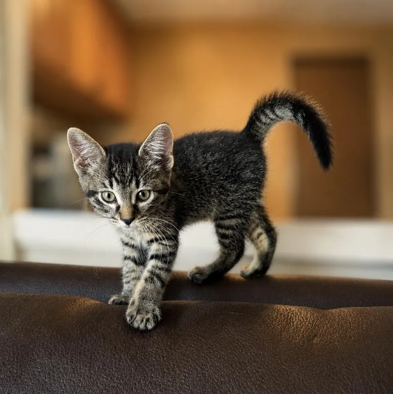 A baby medium-sized male Tabby (Brown / Chocolate) Tabby cat named Joey for adoption in Wyandotte, MI