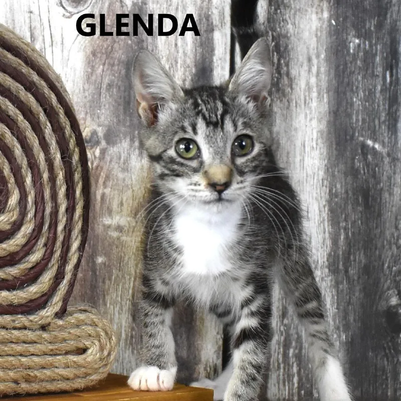 A baby small-sized female Brown / Chocolate Domestic Short Hair cat named Glenda for adoption in Yuma, AZ