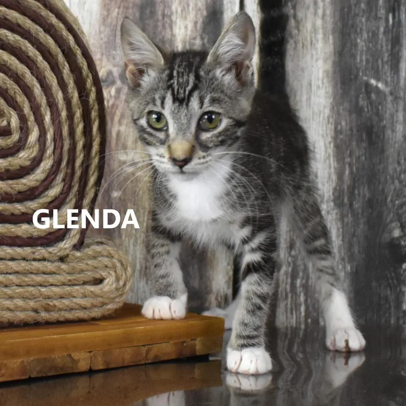 Glenda thumbnail 3