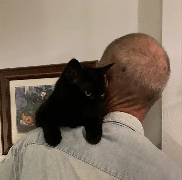 An adult medium-sized female Domestic Short Hair cat named Luisa for adoption in Macedonia, OH