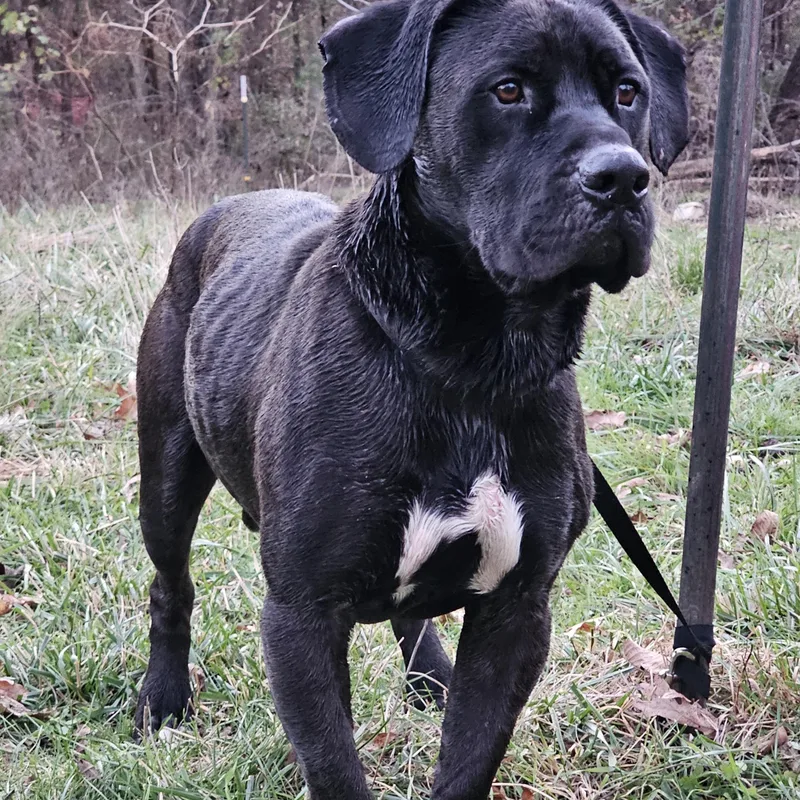 A young large-sized male Brown / Chocolate Bullmastiff dog named Tank for adoption in Columbia, MO