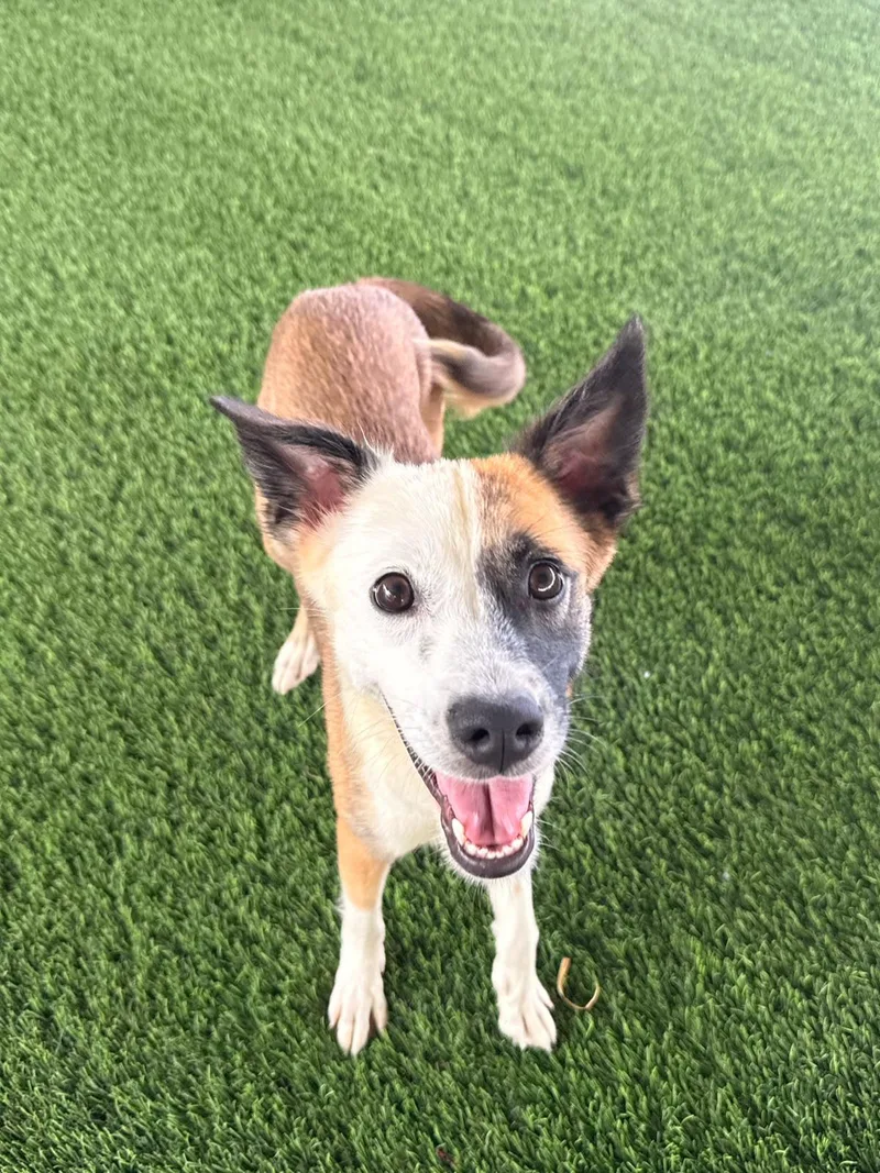 A young small-sized female Mixed Breed dog named Zuri for adoption in Brooklyn, NY