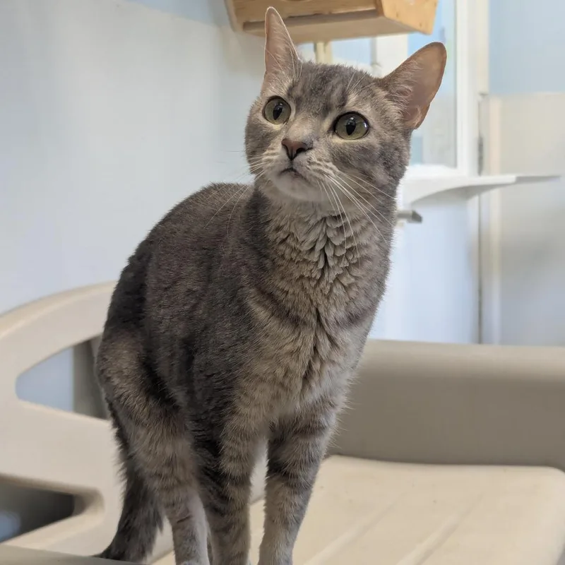An adult small-sized female Gray / Blue / Silver Domestic Short Hair cat named Madison for adoption in Winchester, TN