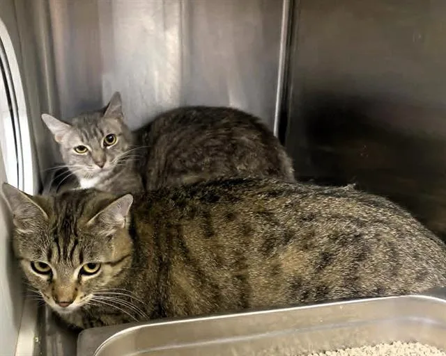 A young medium-sized female Domestic Short Hair cat named Matcha for adoption in Tustin, CA