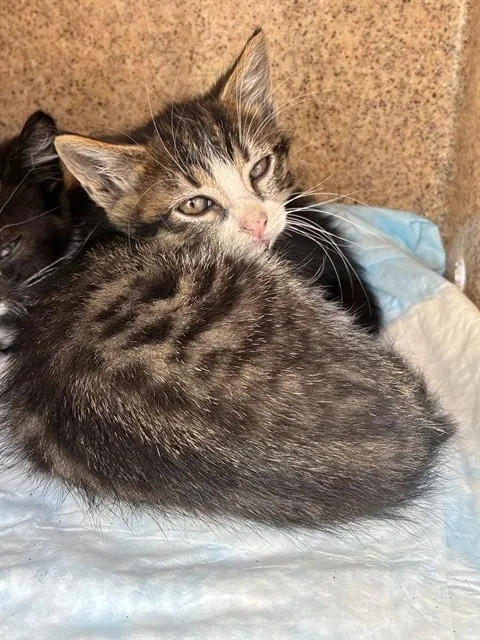 A baby small-sized male Domestic Short Hair cat named Matthew for adoption in Stockton, CA