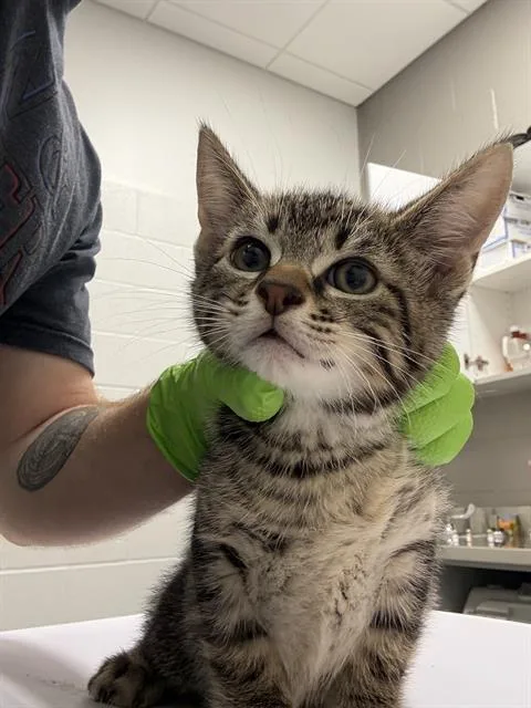 A young small-sized male Domestic Short Hair cat named Pb for adoption in Indianapolis, IN