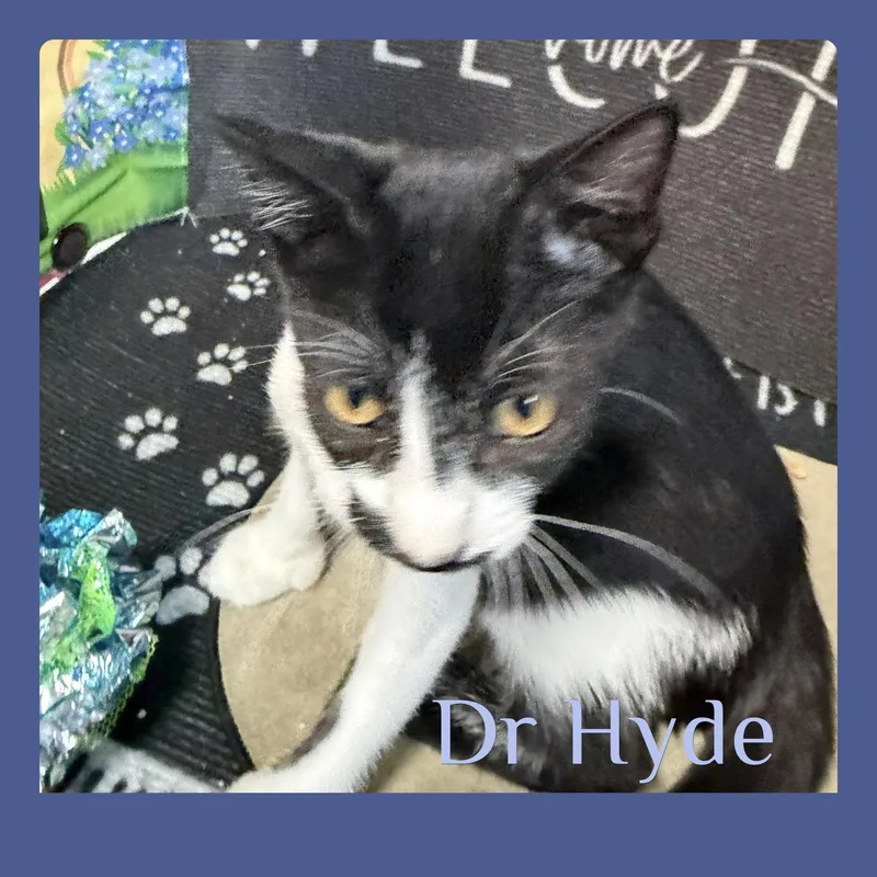 Dr Hyde