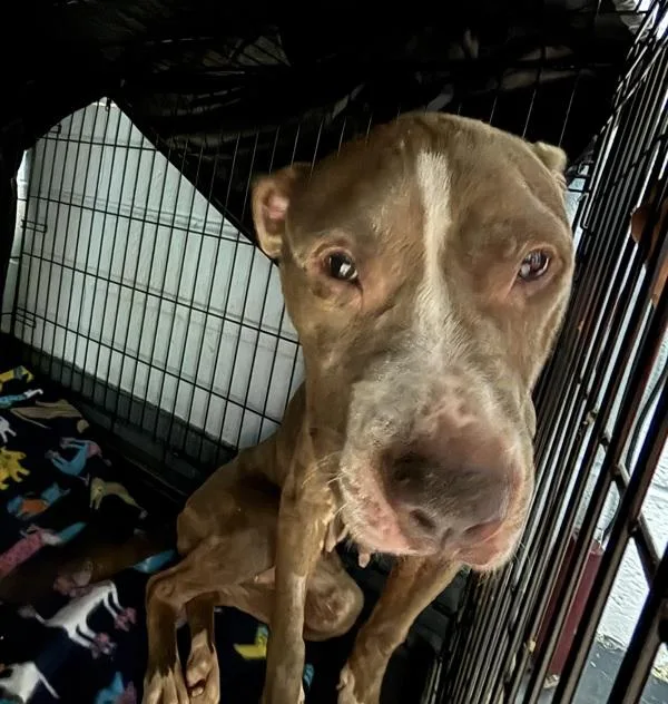 An adult medium-sized female Mixed Breed dog named Tinker Bell for adoption in New York, NY