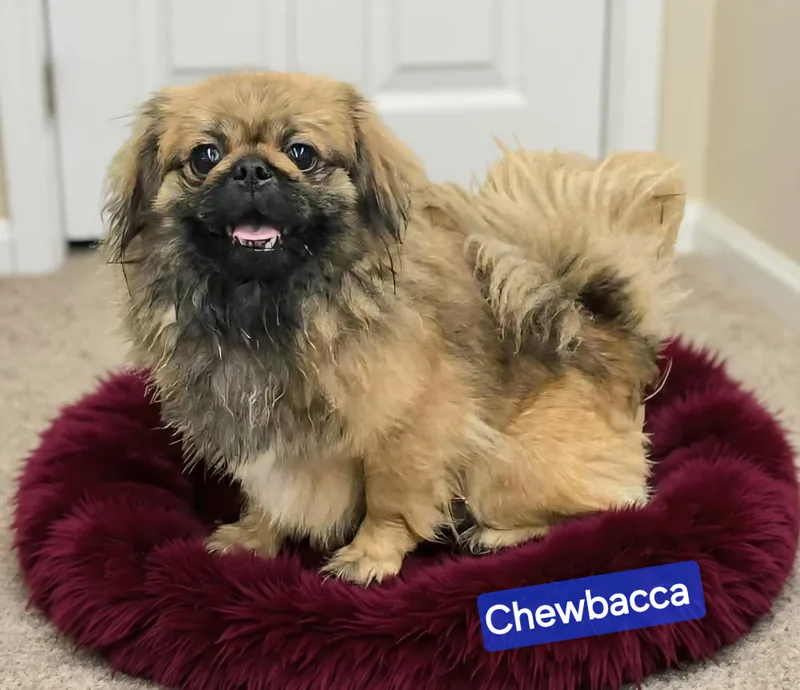 A young small-sized male Bicolor Pekingese dog named Chewbacca for adoption in Wheelersburg, OH