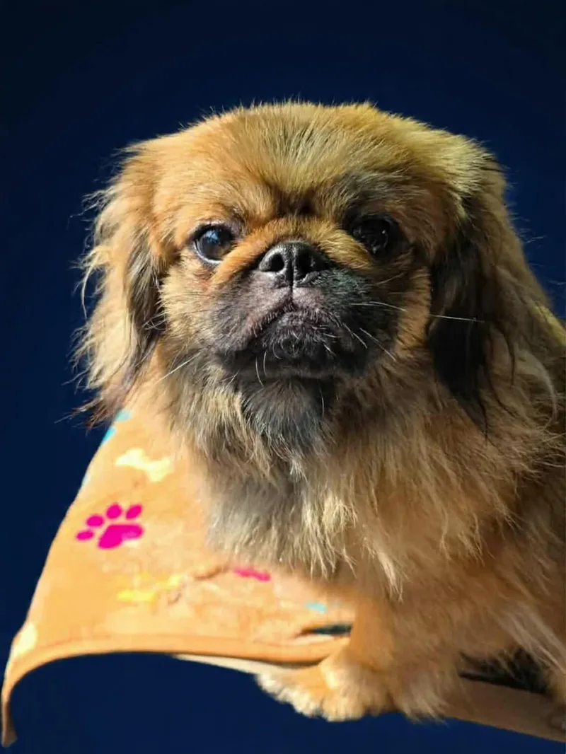 Chewbacca thumbnail 2