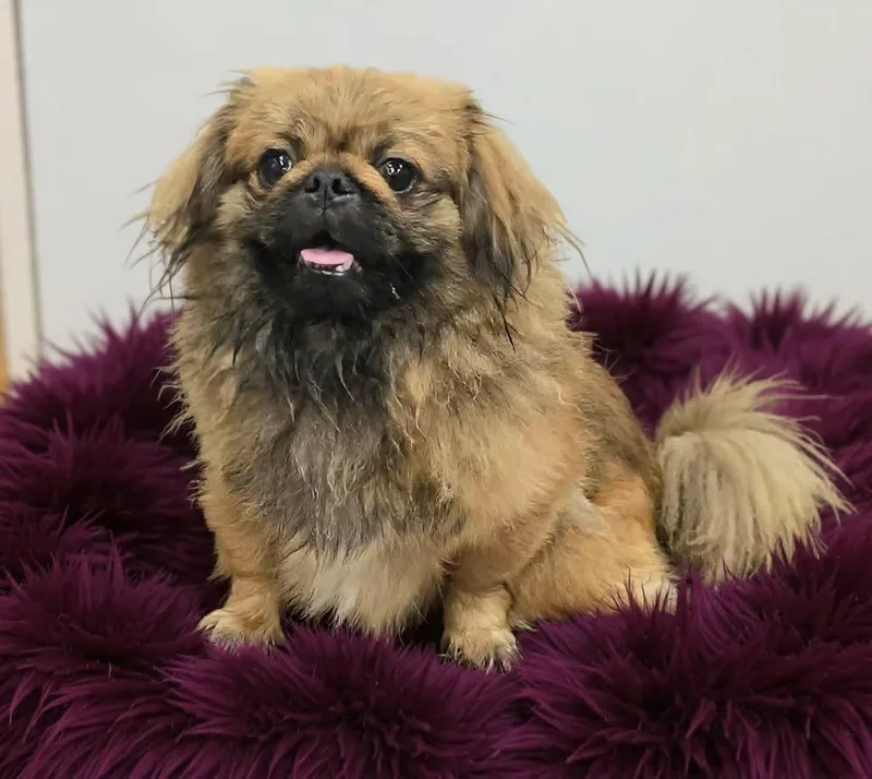 Chewbacca thumbnail 3