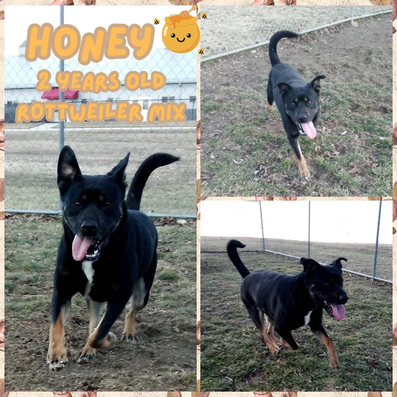 An adult medium-sized male Black Rottweiler dog named Honey for adoption in Franklin, IN