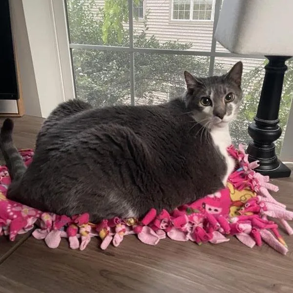 A senior extra large-sized male Gray / Blue / Silver Domestic Short Hair cat named Fritz C for adoption in Minnetonka, MN