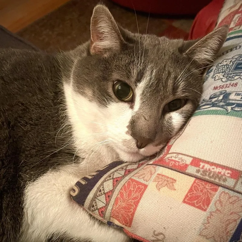 Fritz C thumbnail 2