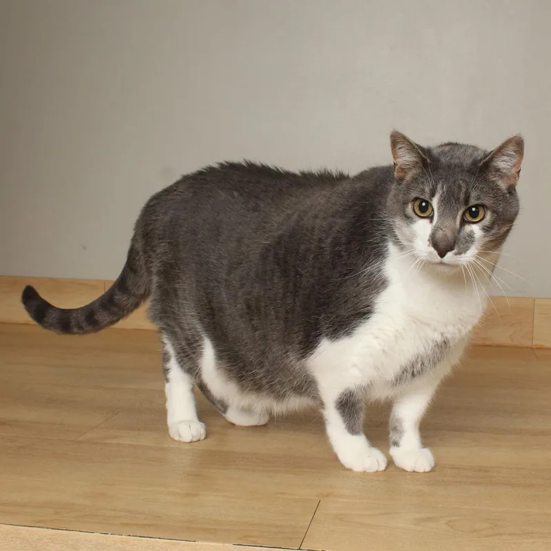 Fritz C thumbnail 5