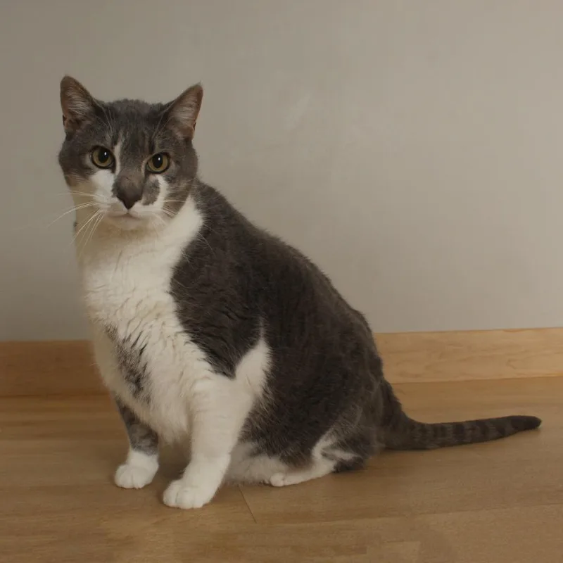 Fritz C thumbnail 6