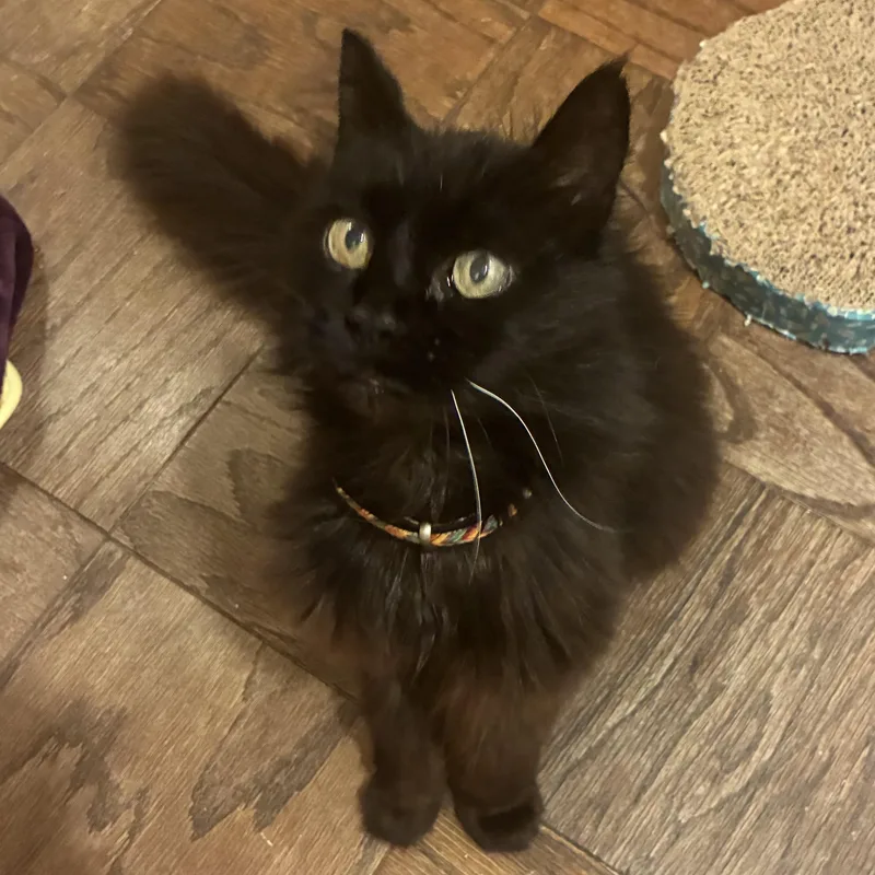 A senior medium-sized female Black Domestic Long Hair cat named Blackberry for adoption in Los Osos, CA