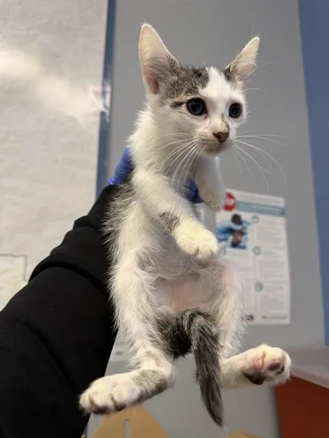 A baby small-sized female Domestic Short Hair cat named Stevie for adoption in San Jose, CA