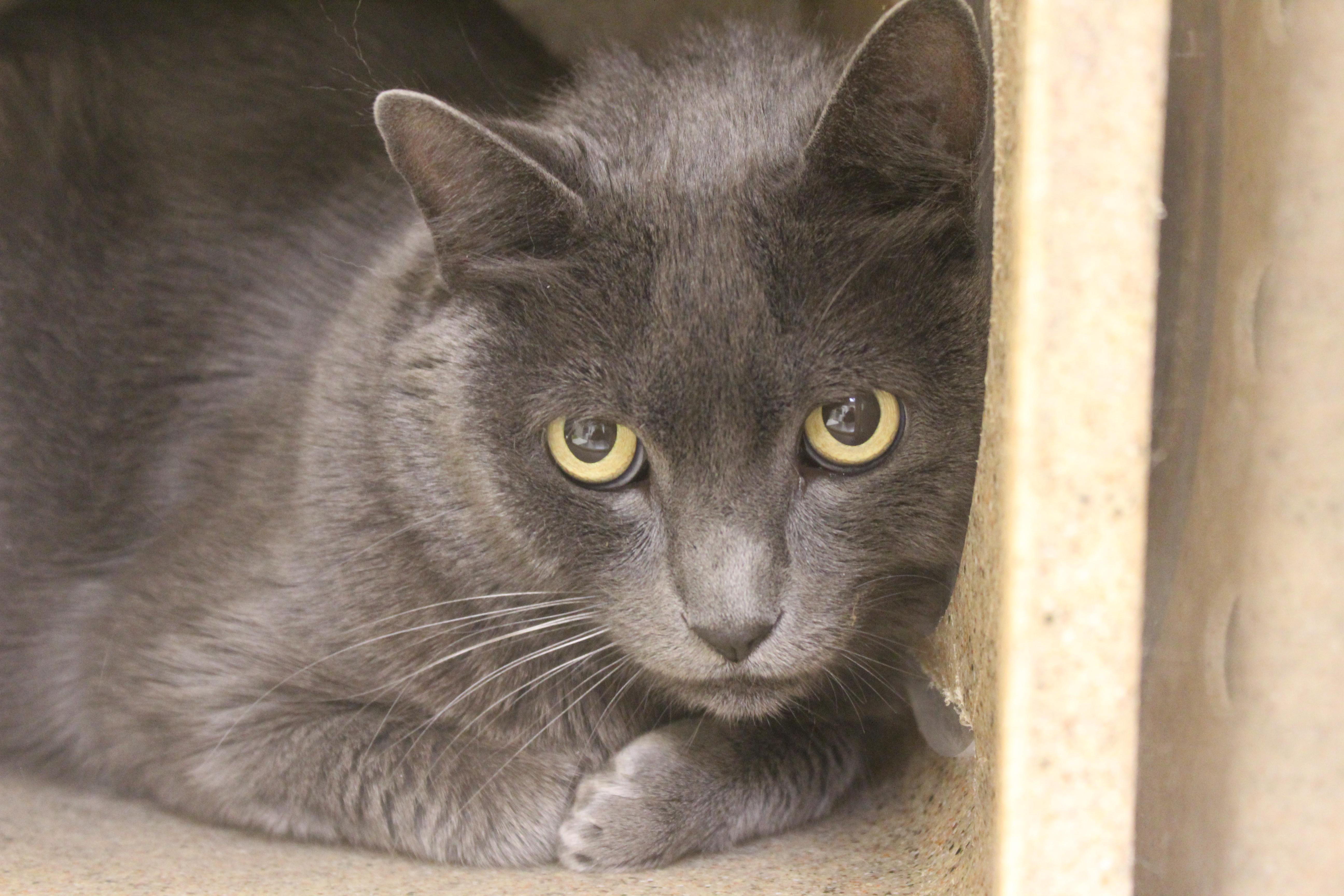 A senior large-sized male Gray / Blue / Silver Domestic Short Hair cat named Milo for adoption in Yucca Valley, CA