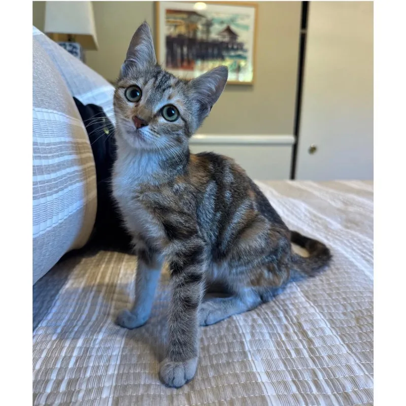 A baby small-sized female Calico Domestic Short Hair cat named Cheeto for adoption in Long Beach, CA