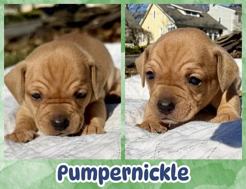 A baby small-sized male Yellow / Tan / Blond / Fawn Chihuahua dog named Pumpernickel for adoption in Ringwood, NJ