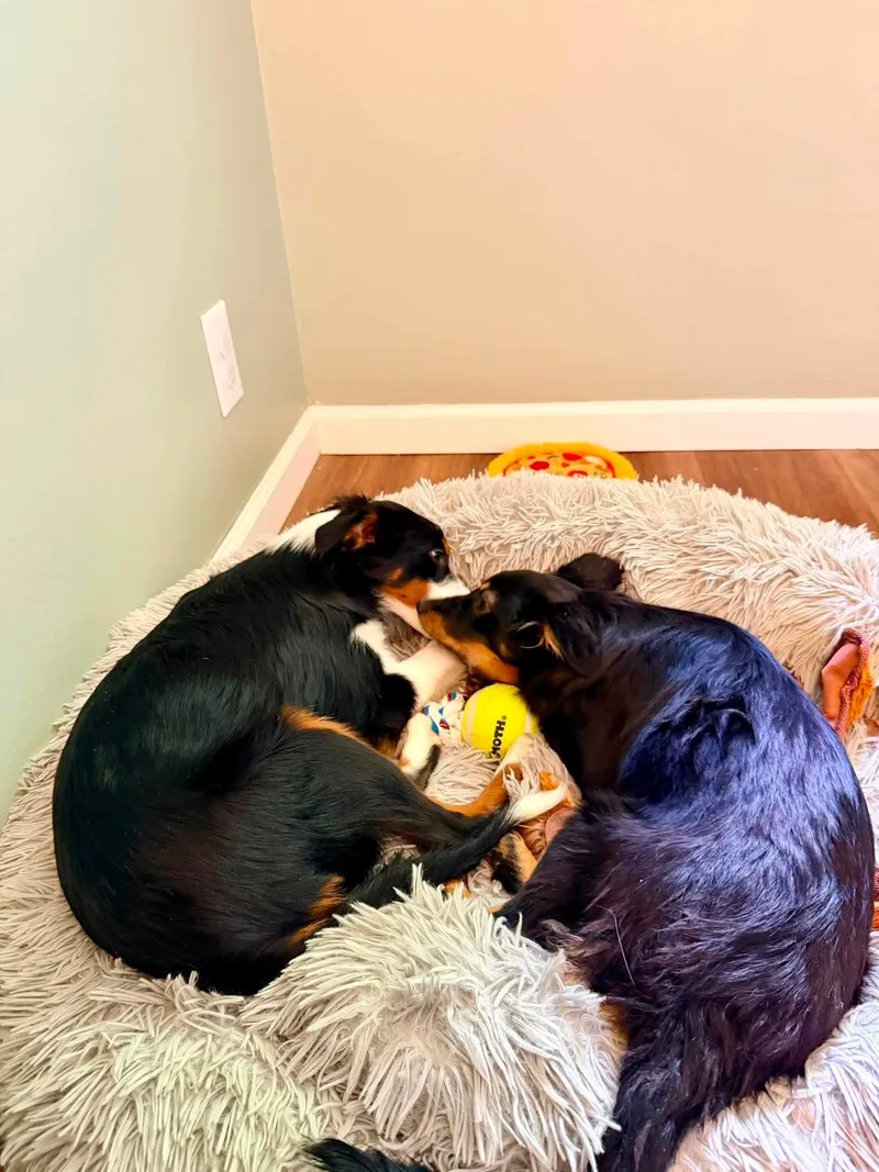 A baby medium-sized female Mixed Breed dog named Mochi for adoption in Rochester , NY