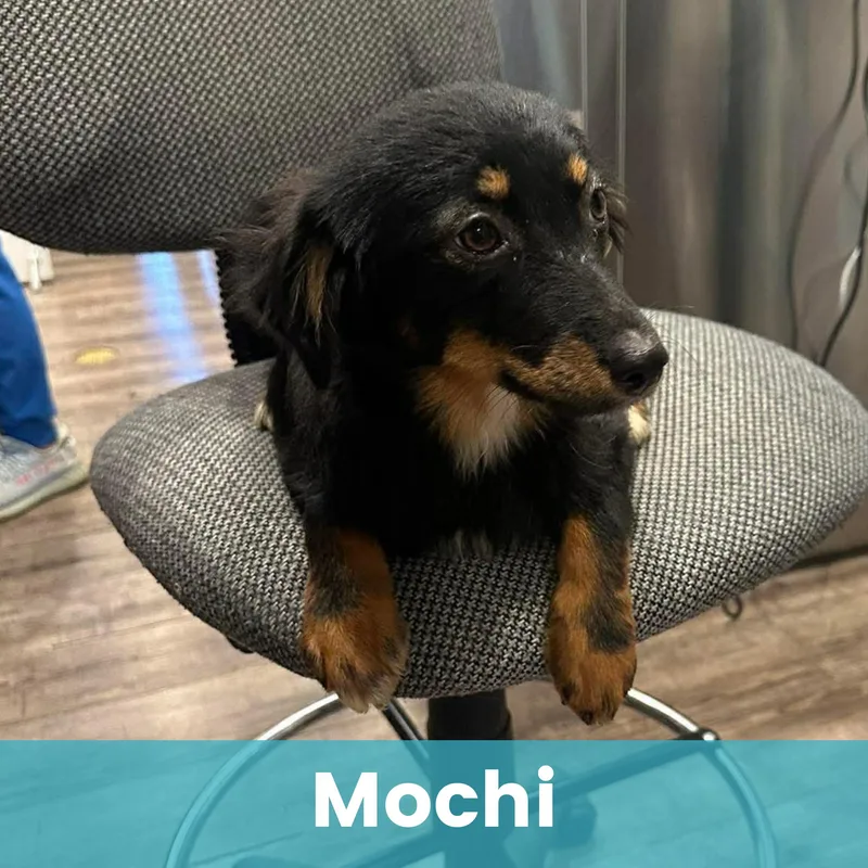 Mochi thumbnail 2
