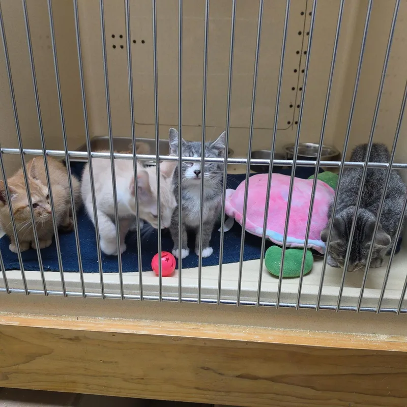 Quasor thumbnail 2