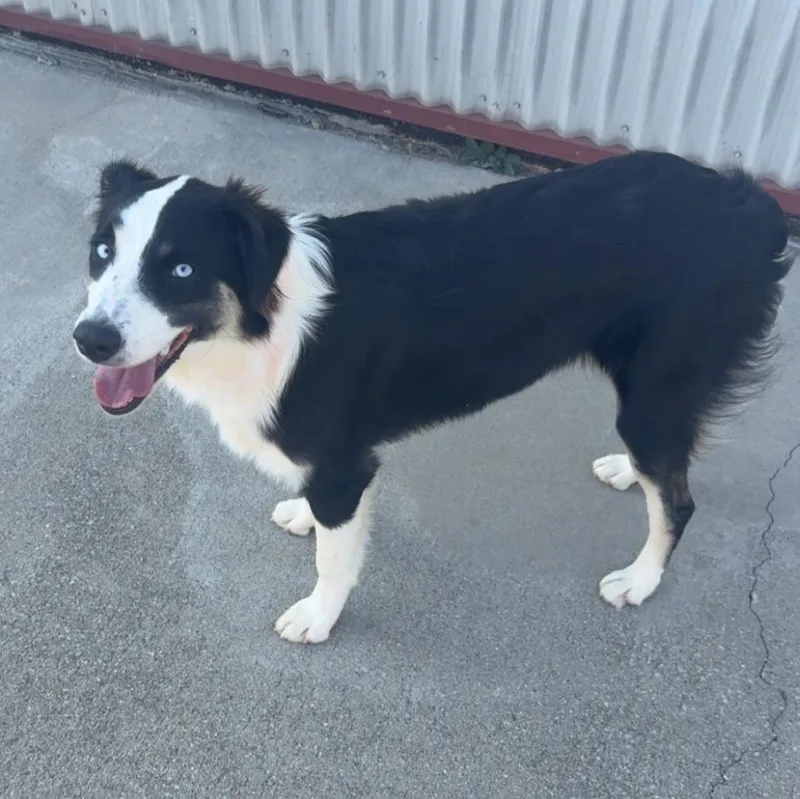 Coda