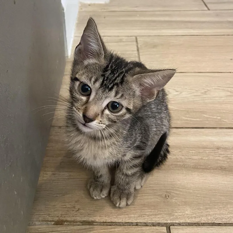 A baby small-sized male Brown / Chocolate Domestic Short Hair cat named Harry Potter for adoption in Prosper, TX