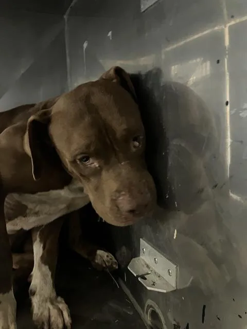 An adult large-sized male Mixed Breed dog named Wilbur for adoption in Dallas, TX