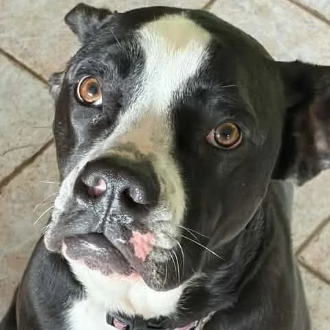 An adult medium-sized female Black American Staffordshire Terrier dog named Missy Pipit for adoption in Long Island City, NY