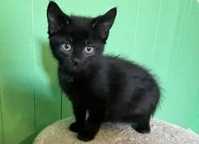 A baby medium-sized female Domestic Short Hair cat named Snap for adoption in St. Cloud, MN