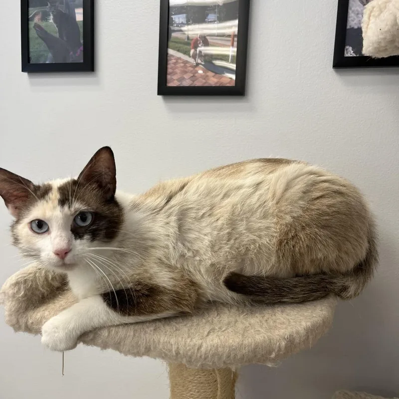 An adult medium-sized female Siamese cat named Brownie for adoption in Morganfield, KY