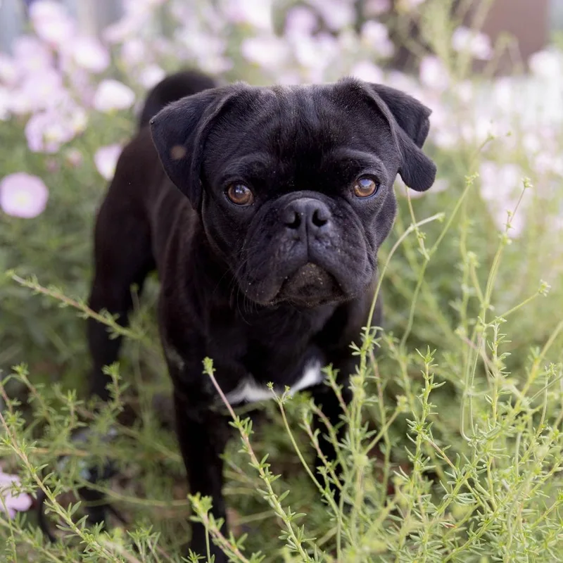 An adult small-sized male Black Pug dog named Kane for adoption in Palm Springs, CA