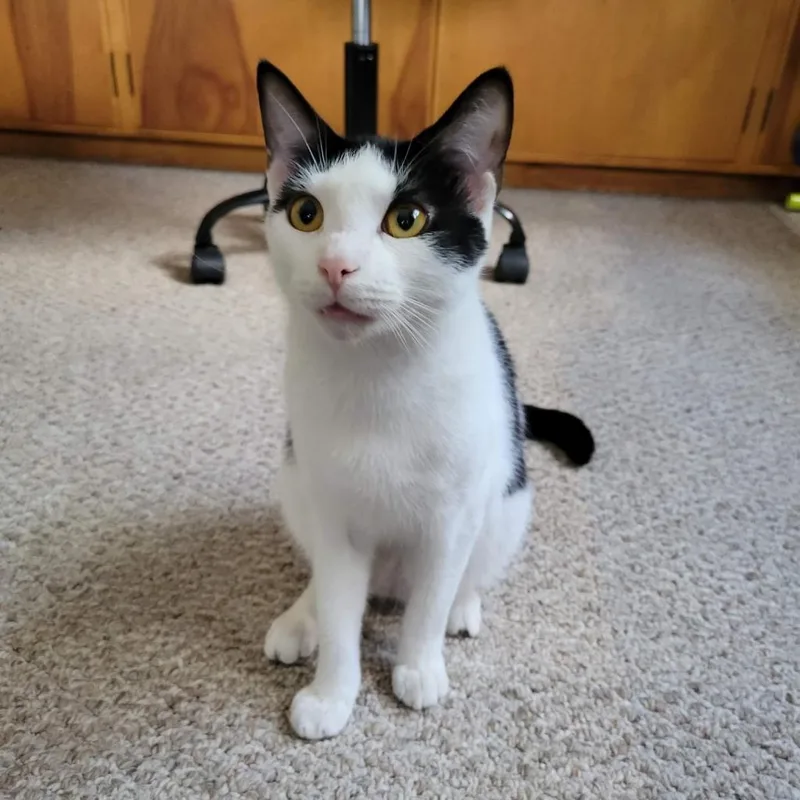 An adult small-sized male White Domestic Short Hair cat named Hawkeye for adoption in Winchester, VA