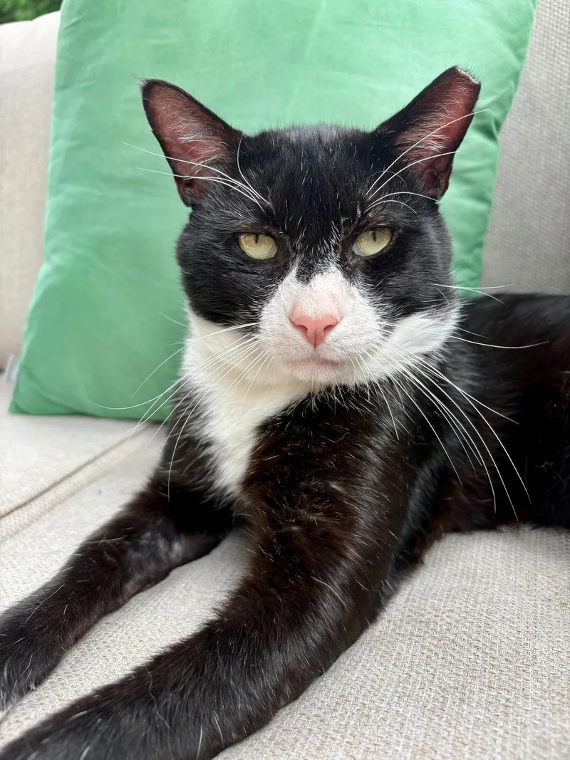 A young medium-sized male Tuxedo cat named MortyKDC for adoption in Greenville, DE