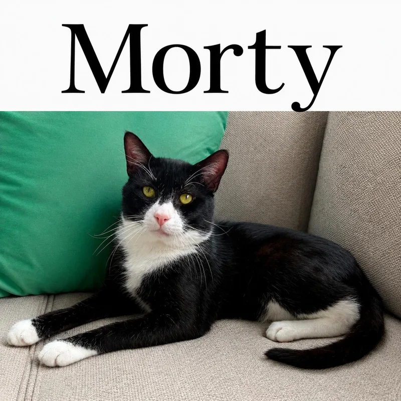 MortyKDC thumbnail 3