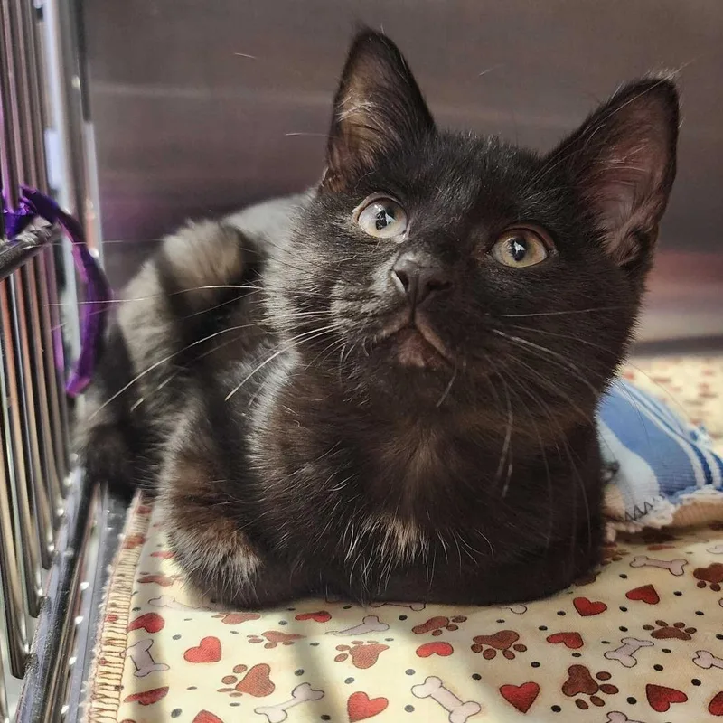 A baby small-sized female Black Domestic Short Hair cat named Ralsei for adoption in Davenport, IA