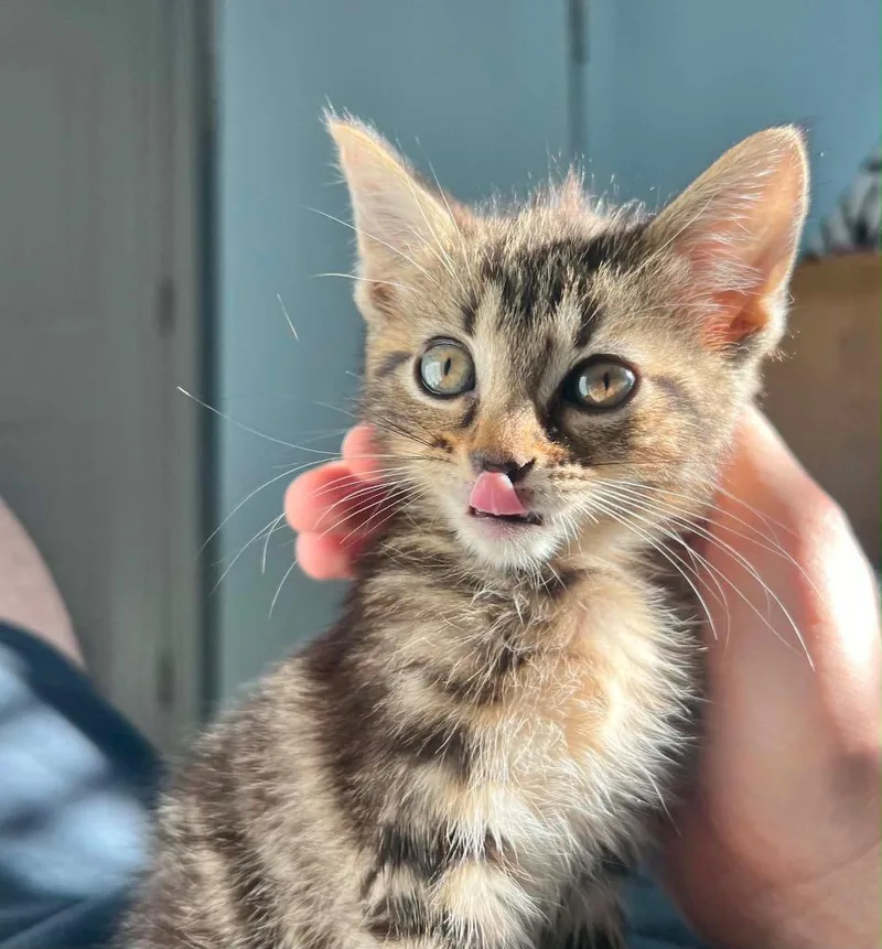 A baby small-sized female Domestic Short Hair cat named Trixie for adoption in Augusta, GA