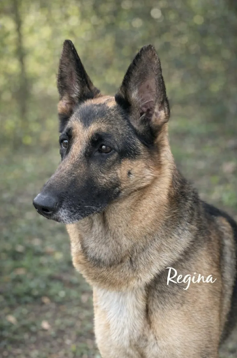 An adult large-sized female German Shepherd Dog dog named Regina for adoption in Allen, TX
