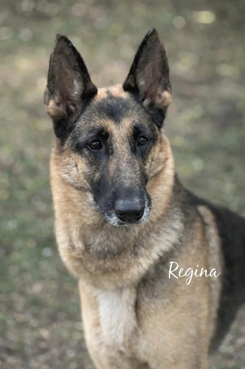 Regina thumbnail 2