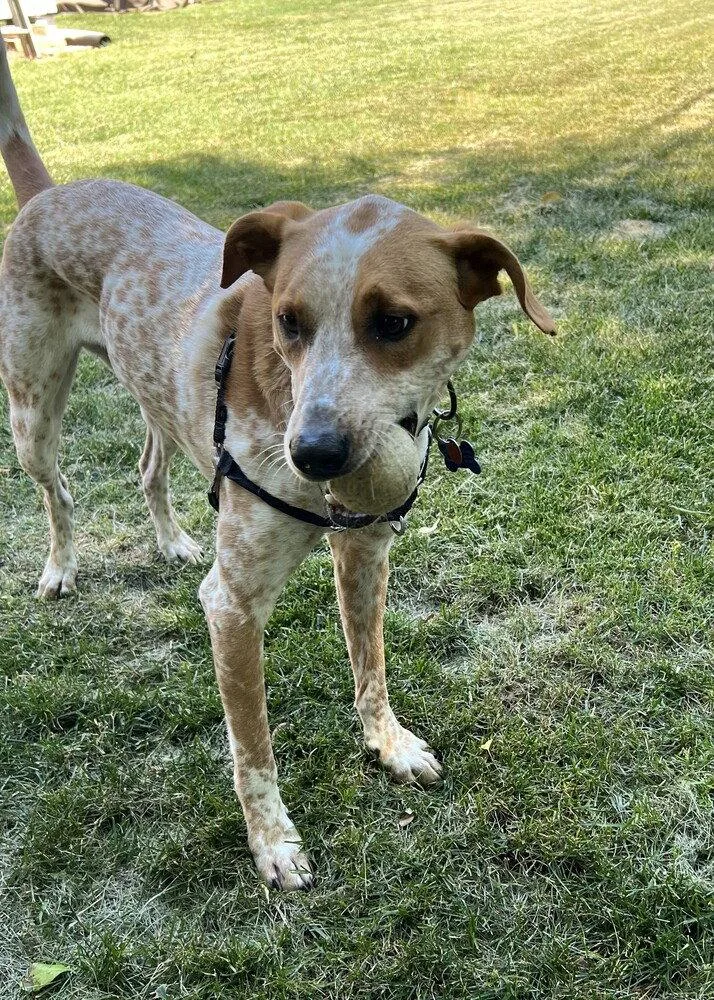 An adult medium-sized male Hound dog named Jax for adoption in Candler, NC