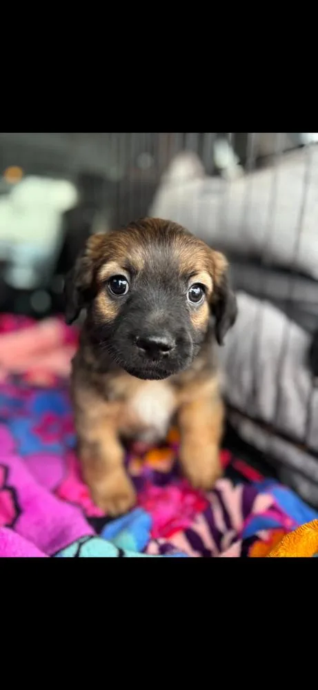 A baby medium-sized male Tricolor (Brown, Black, & White) Shepherd dog named Elliot for adoption in Shawnee, OK