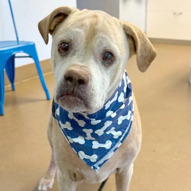A senior large-sized female Mixed Breed dog named Sierra for adoption in Hendersonville, NC