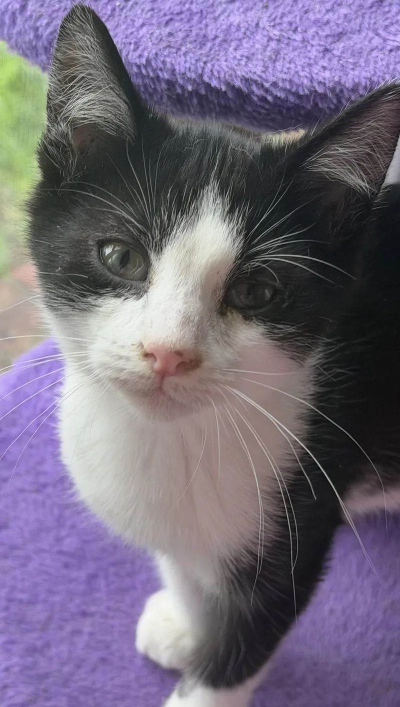 A baby medium-sized male Black & White / Tuxedo Domestic Short Hair cat named Jinu for adoption in Kirklin, IN