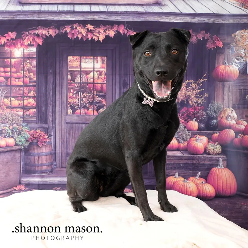 A young medium-sized female Black Labrador Retriever dog named Onyx for adoption in Las Vegas, NV