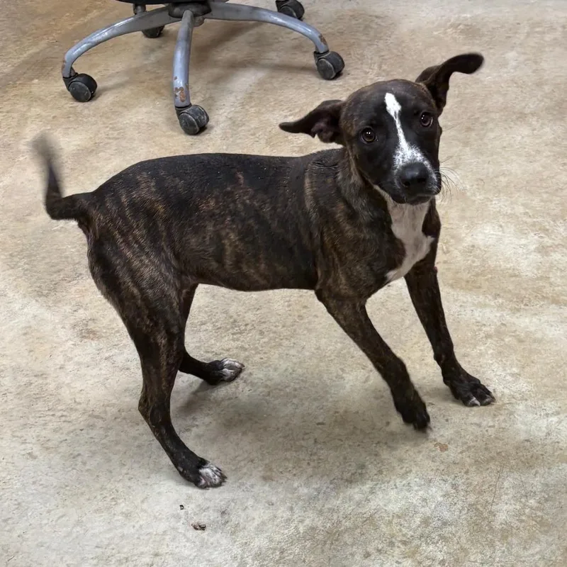 A young medium-sized female Brindle Terrier dog named Peace Lily U for adoption in Tupelo, MS