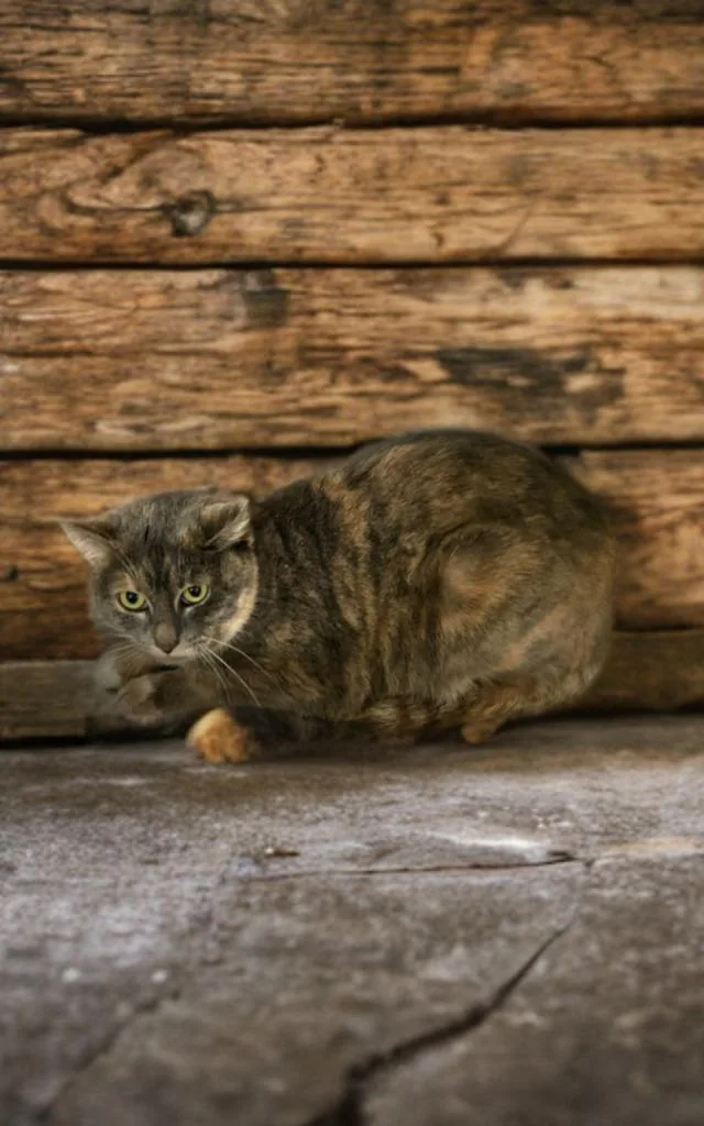 An adult medium-sized female Domestic Short Hair cat named Karen for adoption in Jim Thorpe, PA