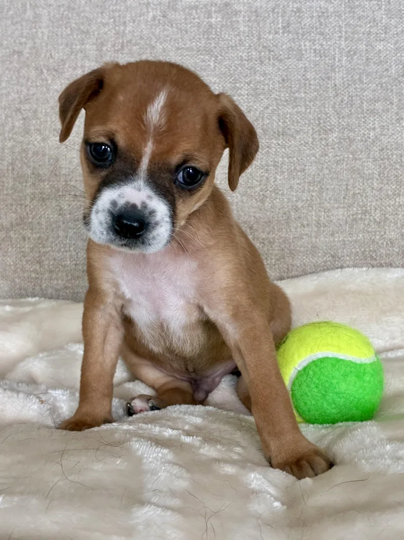 A baby small-sized male White / Cream Yorkshire Terrier dog named Carl Dean for adoption in Rock Hill, SC